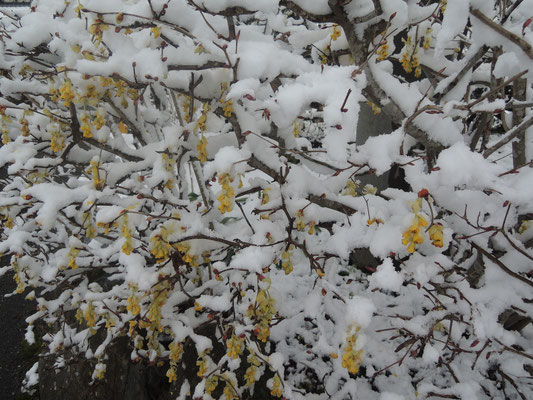 冬の雪と雪に覆われた地面を持つオレンジ色の花, 雪の中のフキ, Hd写真撮影写真,