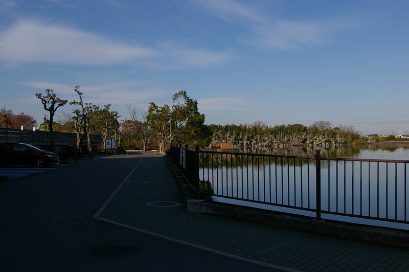 堺市美原区】実はため池「舟渡池」に野鳥を見に出よう＠舟渡池公園 | 号外NET 堺市北区・東区・美原区