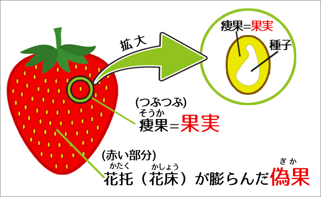 ホ別15(ホ別いちご)の意味は？ホ別苺の隠語を使う女性の正体を体験談付きで解説 - ペアフルコラム