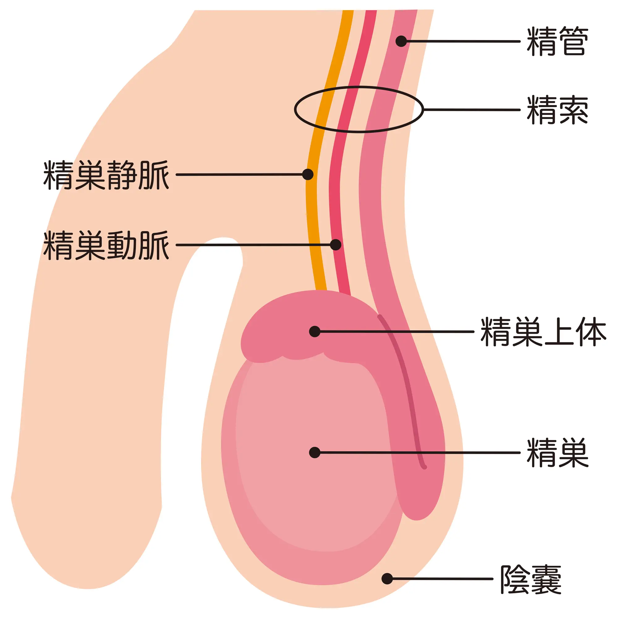 子宝はり 男性不妊症 睾丸、陰嚢検査 日本ハリセンター