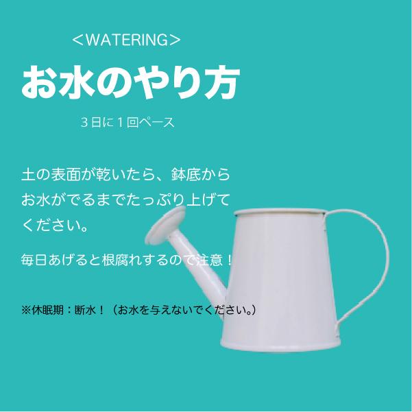 顔のたるみも噛み合わせも改善！? 舌を鍛える！「ベロ回し体操」 – 噛むこと研究室