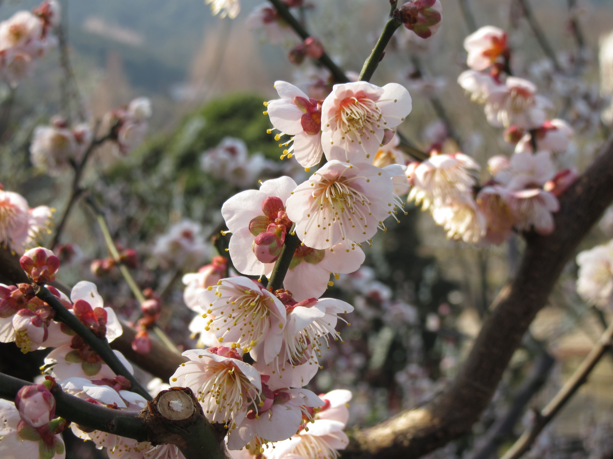 赤荻加奈（魔女かな） | 鹿児島で中華食べたいと思ったらココ。城山観光ホテル内にある翡翠廳。久々に食べた楊貴妃ランチ美味しかった。 #中華料理