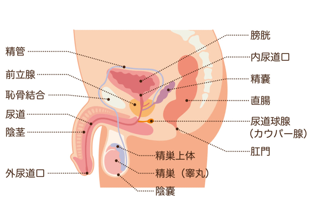 会陰部オナニーの仕方】蟻の門渡りでドライ！アナル周辺の快感☆ | ドライオーガズム研究部