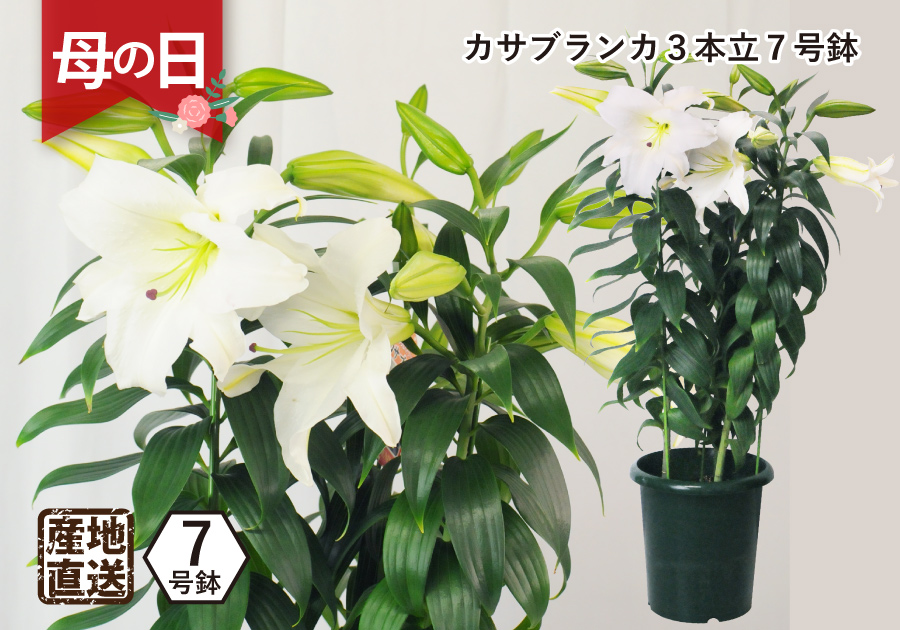 即日☆【造花】東京堂/オードリーカサブランカ 2輪 WHITE/FW032306