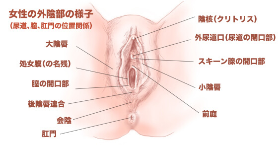 トイレで気持ちよくなれる！ウォシュレットオナニーのやり方を徹底解説｜Cheeek [チーク]