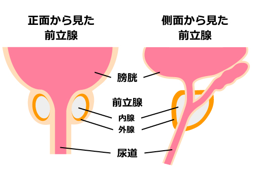 前立腺マッサージとは | アネロスジャパン