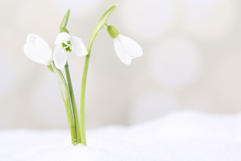 芍薬「深山の雪」特徴や水揚げ方法・花言葉を解説｜Bloom Note（ブルームノート）