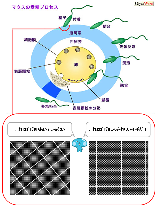 甘いものを摂りすぎると精子が薄くなる | 小谷薬局