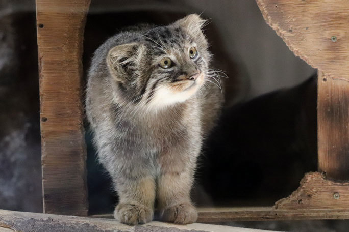 😺, ぷるちゃんへお誕生日プレゼントをいただきました🎁, Oさま、いつもありがとうございます♪,