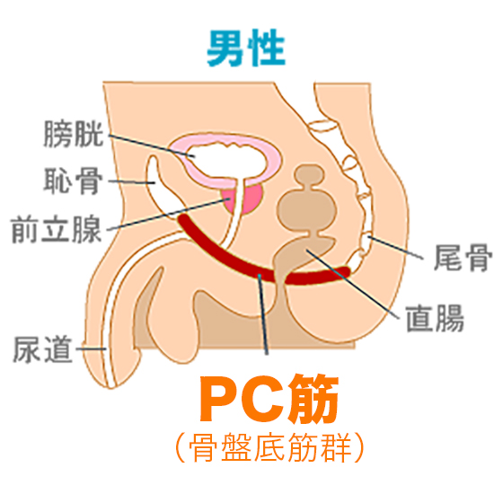 勃起力向上】PC筋を鍛える肛門締めと下半身トレーニング4選｜薬の通販オンライン