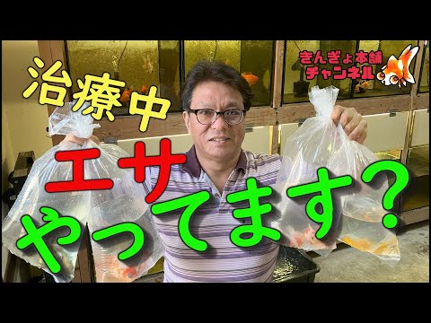 金魚続々新発売！秋は本物の金魚好きの季節です！「きんぎょ本舗」 | きんぎょ本舗ブログ～金魚HOLiC～