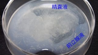 みんな〜✋ 好きぴに「精液飲んで」と 言われた経験はある？ 実は 精液を飲むことだけでなく