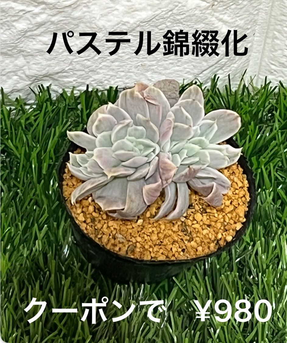 パステル錦 綴化 ② – 多肉植物の通販・販売サイト