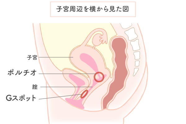 手マン・挿入でGスポットで中イキさせる方法【図解・動画】 | セクテクサイト