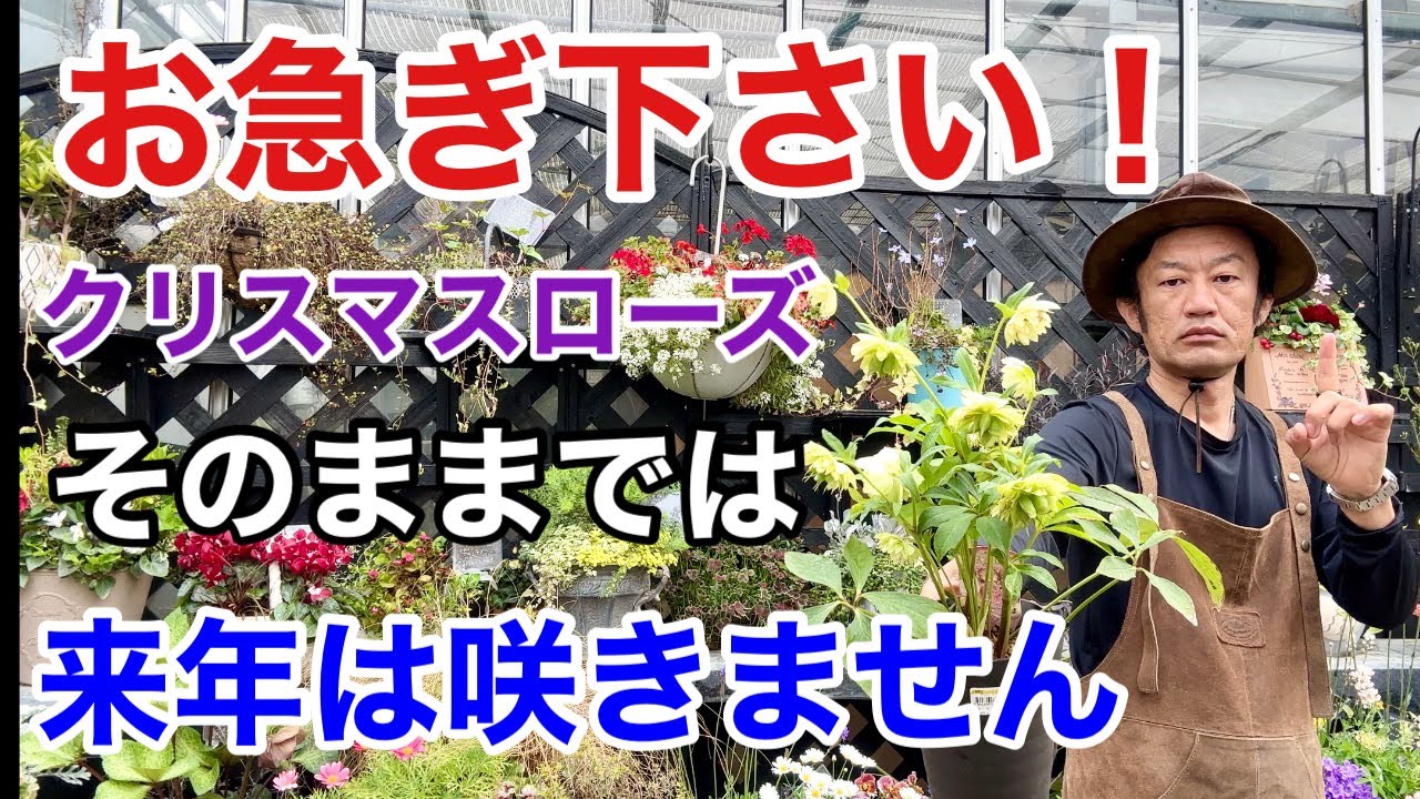 傷付くことは、学ぶことと同じだから。｜Sunao🪷自分爆開花の魔法✧︎*。