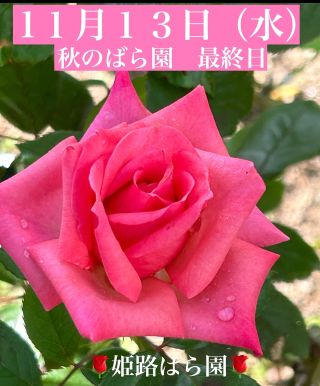 姫路ばら園】多品種のバラが楽しめる華やかスポット! 園内の見ごろやイベント情報も♪