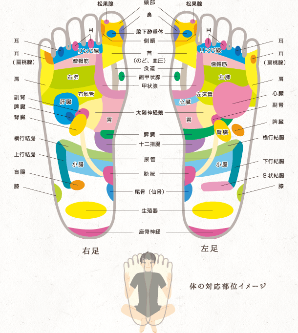 プロ監修】正しいリンパマッサージのやり方をプロが徹底解説｜コラム｜銀座ナチュラルタイム-銀座駅から徒歩1分の極上リンパマッサージ