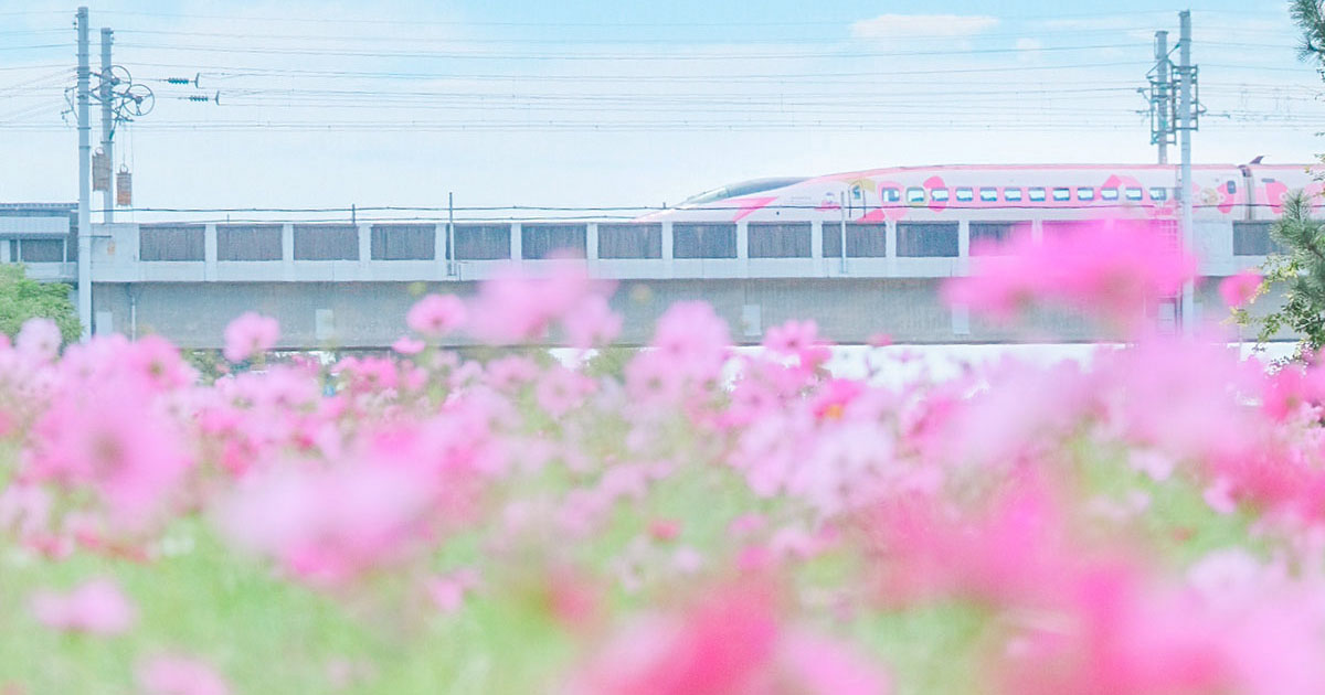 淡路島の春の花の名所 黄色のラッパスイセンが見頃 -