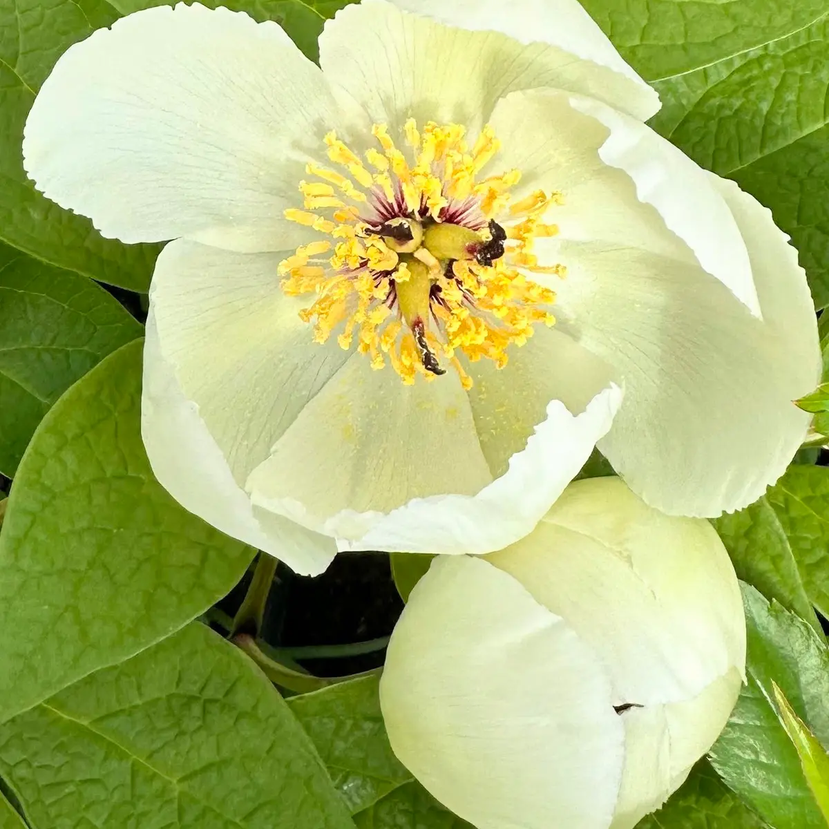 アネモネシルベストリスの花 写真素材 [