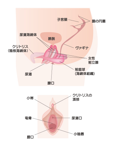 肥大化】 クリトリスを大きくする クリームを塗り込み♥ 肥大化して