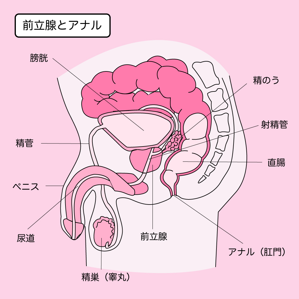 Gスポット開発とは？場所と位置の見つけ方 - 夜の保健室