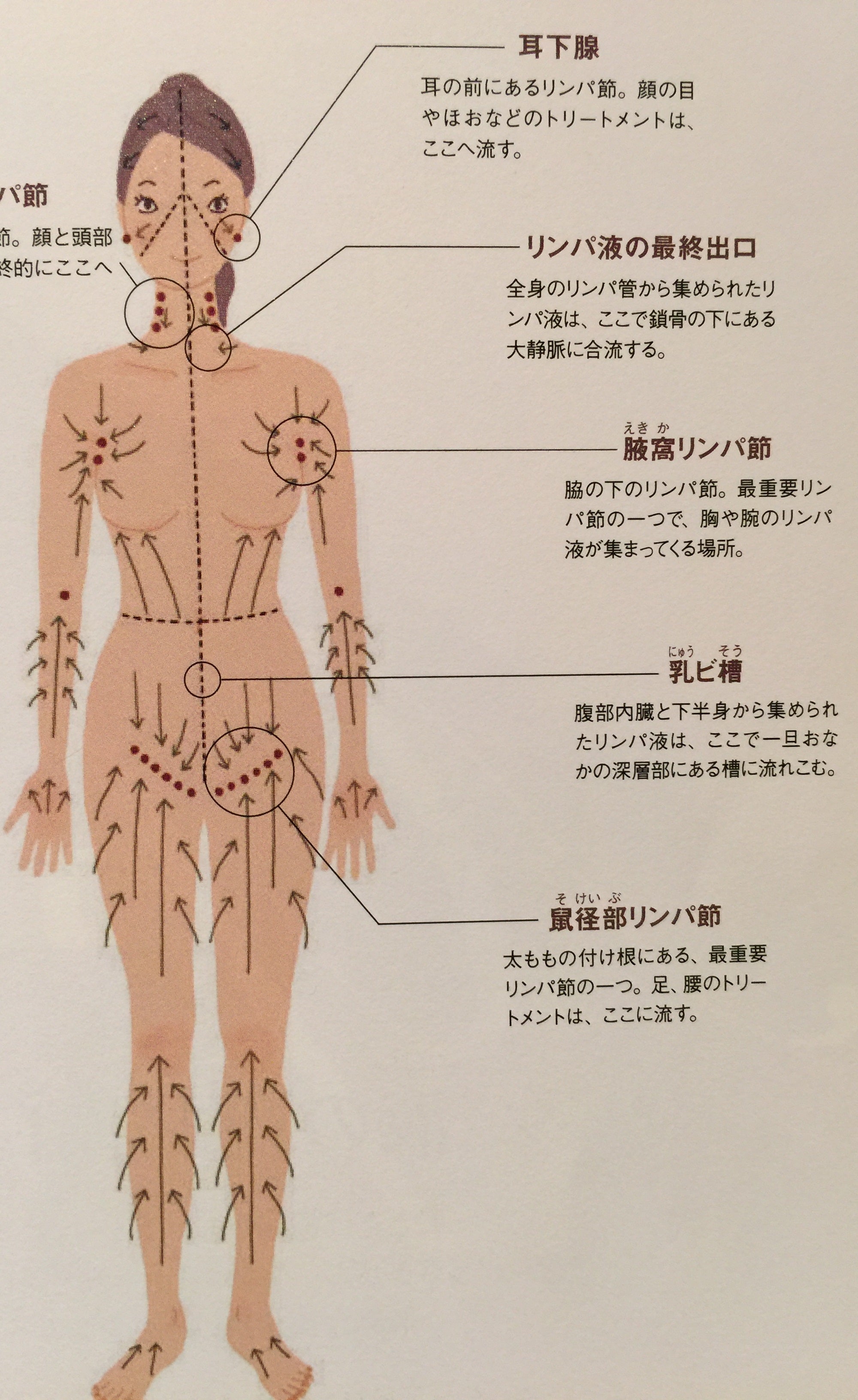 リンパの流れを図解！正しい体の仕組みを知って、むくみを解消 - 鼠蹊