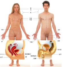 あなたの未知なる性感帯を解明！触るだけで、感じる部位はどこ？「隠れた性感帯チェック」 | MIRRORZ(ミラーズ) 無料の心理テスト・診断・占い