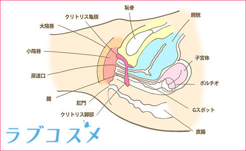 クリトリス包茎手術｜見た目・感度を改善！女性器整形「クリトリス包茎手術」の効果・経過・ダウンタイムとは｜美容整形・美容外科のTAクリニックグループ