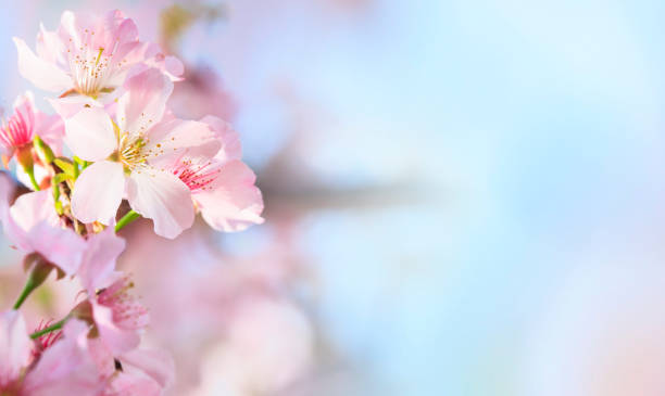 バンコクはマッサージ天国☆ほどよい高級感SAKURA SPA | バンコク4人くらし