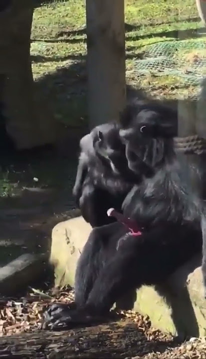 死んだ個体”と交尾するサル 京大が記録 野生霊長類では初 「動物の死生観を理解する重要なデータ」 -