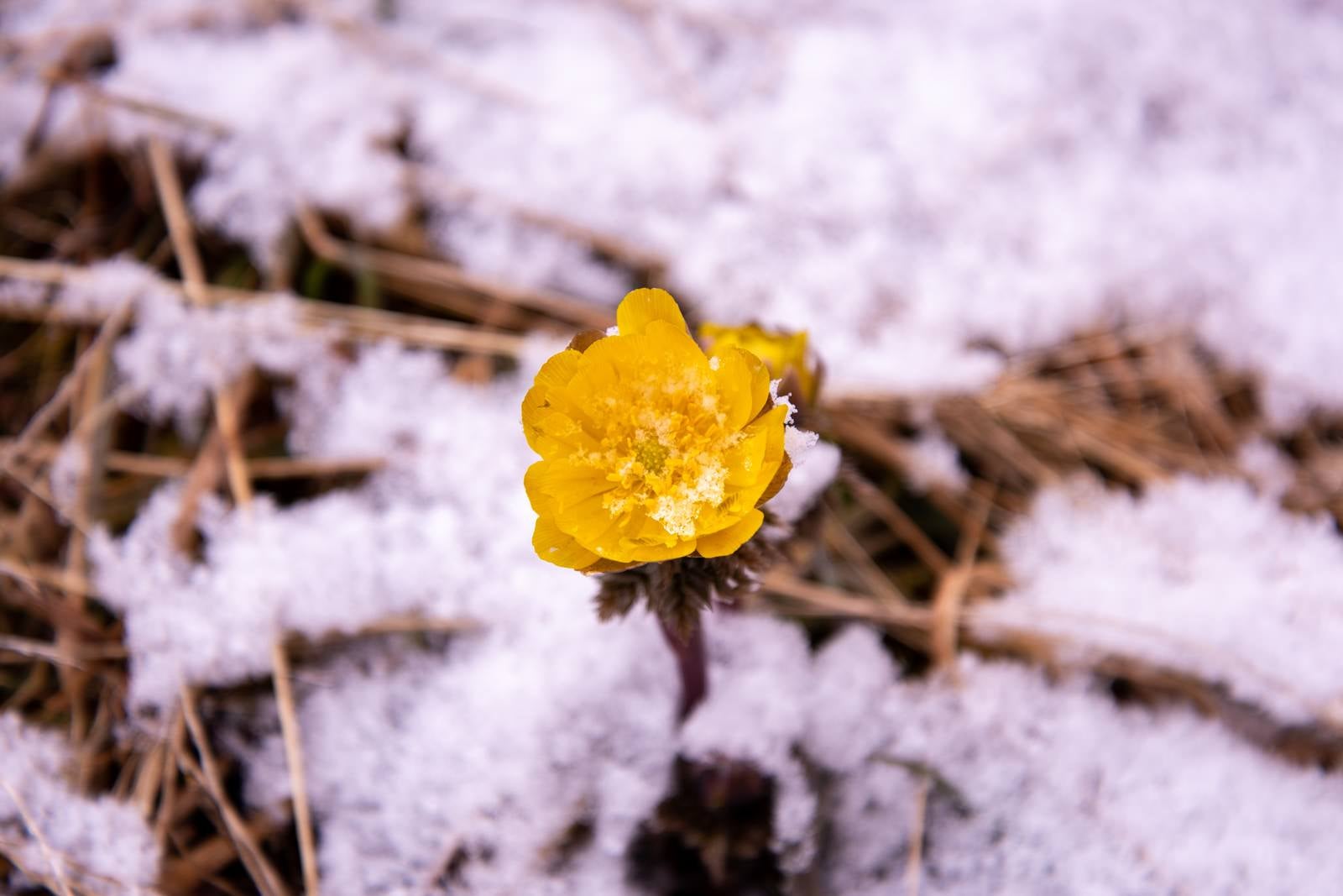 雪をかぶった花の写真素材 [24801536] - イメージマート