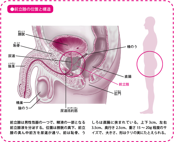 前立腺マッサージ治療装置赤外線温熱療法理学療法前立腺石灰化治療 - 前立腺治療装置 - Alisa