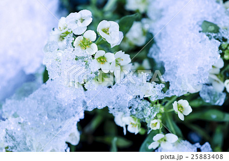 雪の中のフクジュソウの花の写真素材 [FYI03140914] | ストックフォトの