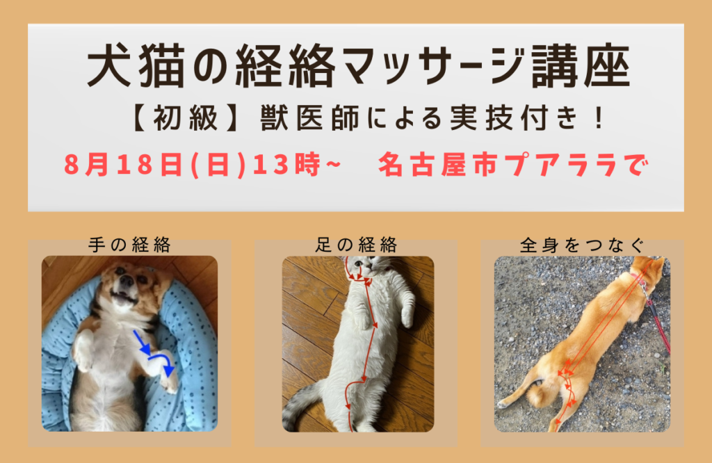 楽天市場】猫の手 マッサージの通販