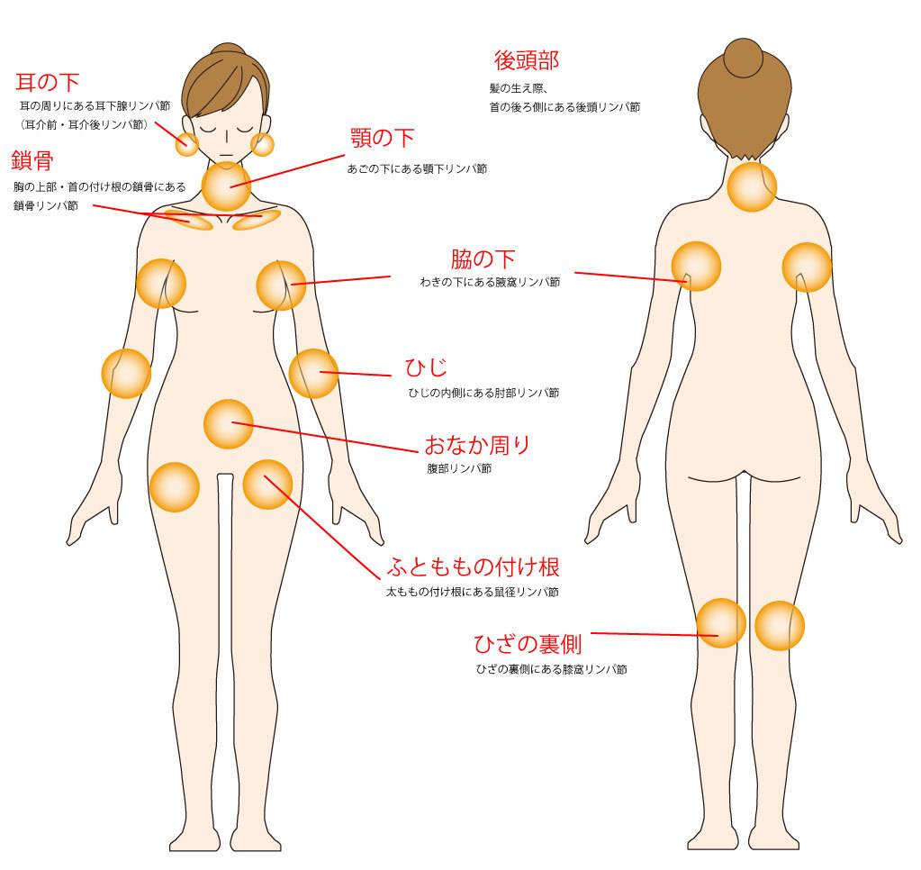 プロ監修】鼠径部リンパマッサージで、むくみのない、キレイな脚を目指す！｜コラム｜銀座ナチュラルタイム-銀座駅から徒歩1分の極上リンパマッサージ