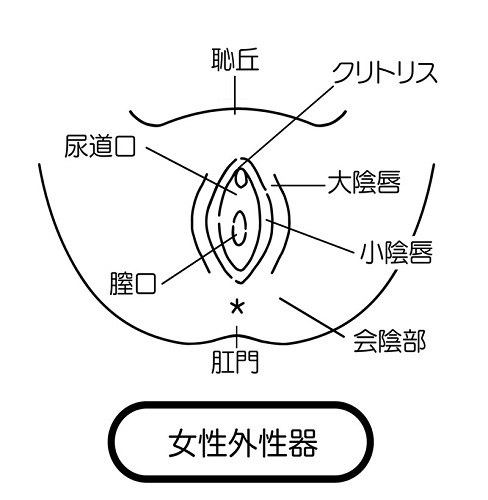 陰核 - Wikipedia