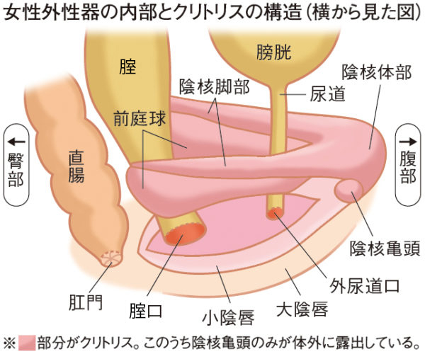 自分のVulvaを初めて見たときの衝撃 | ランドリーボックス