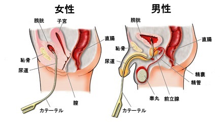 飲尿プレイとは?飲尿プレイのやり方、挑戦理由、感想 | 巨乳のセフレが作れる「巨乳セフレ.com」