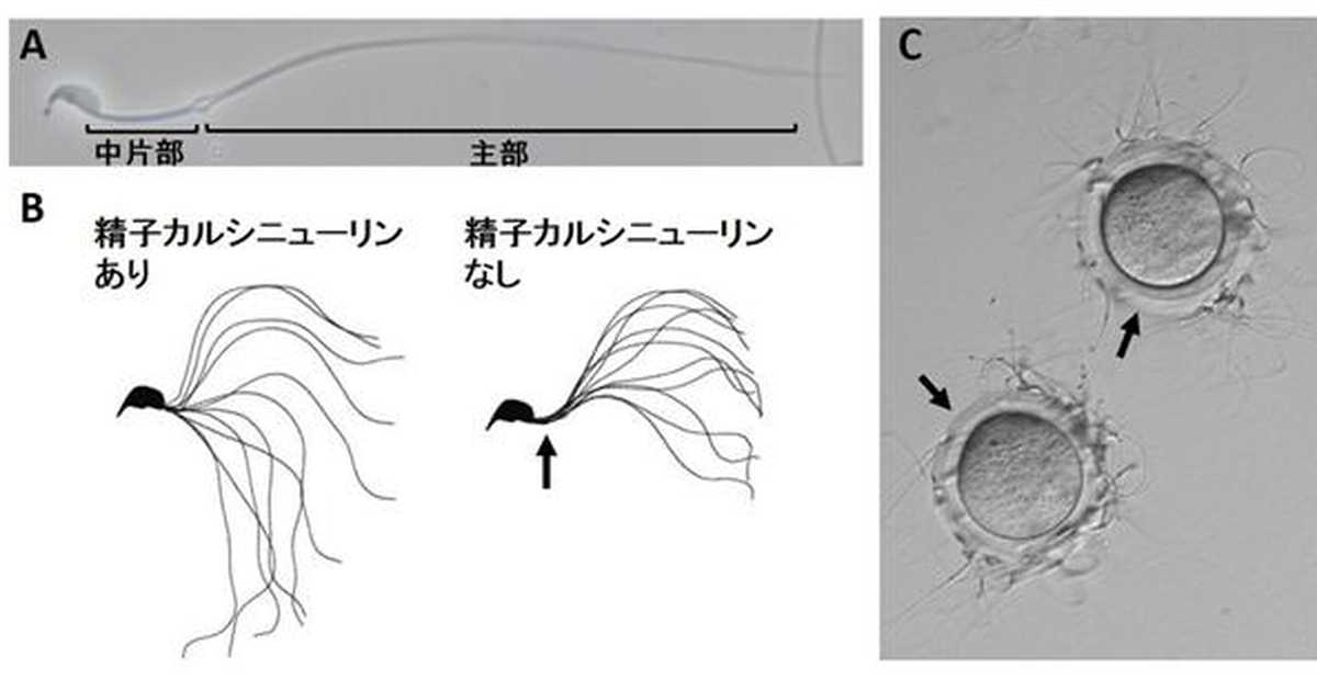 精子を良くするには、何を食べたらいいのか - 医療法人オーク会 不妊ブログ