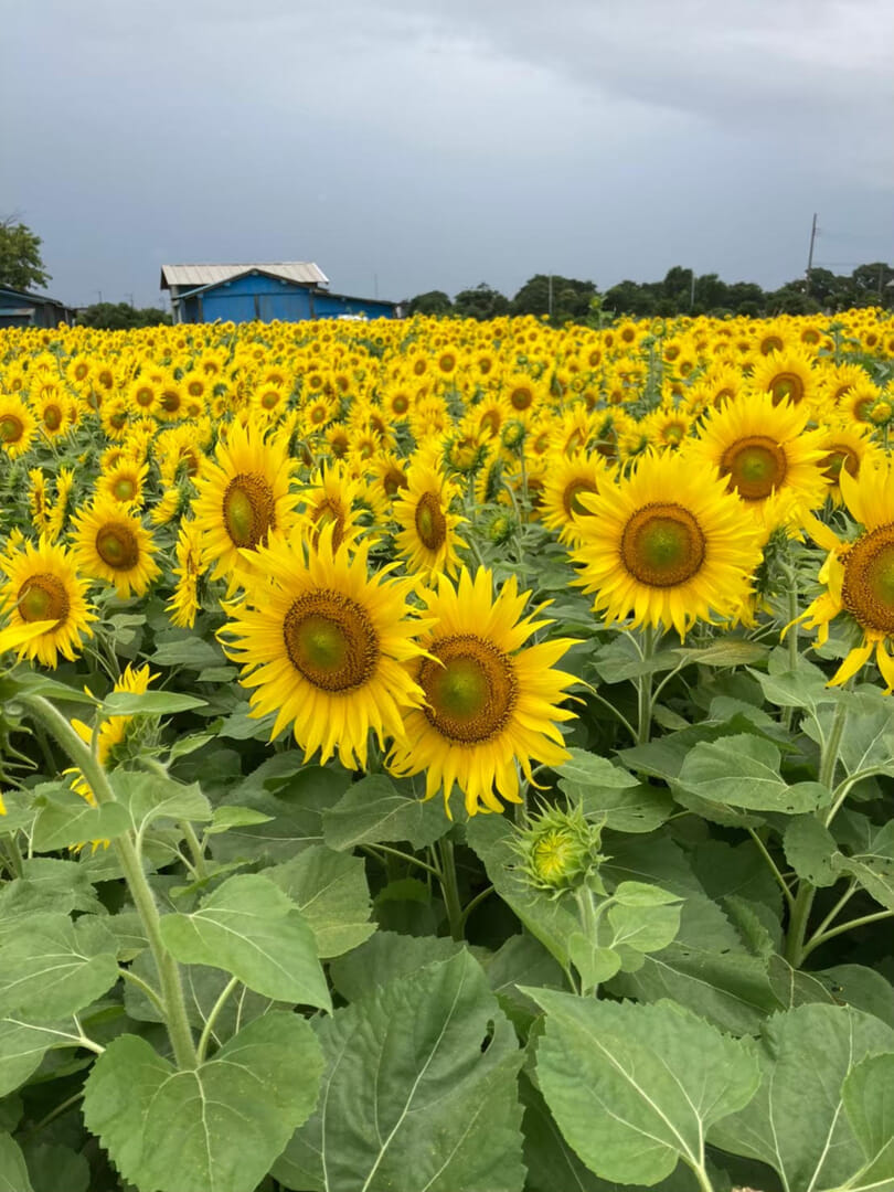 個別「鷺沼ひまわり回廊2023」の写真、画像 - 元・【東京】江戸御府内八十八ヶ所順打ち巡礼記【遍路】の写真庫