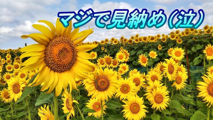 習志野市】鷺沼ひまわり回廊！2023年最後の景色は1ヘクタールのひまわり畑！｜ツダヌマスター☆津田沼地域情報メディア