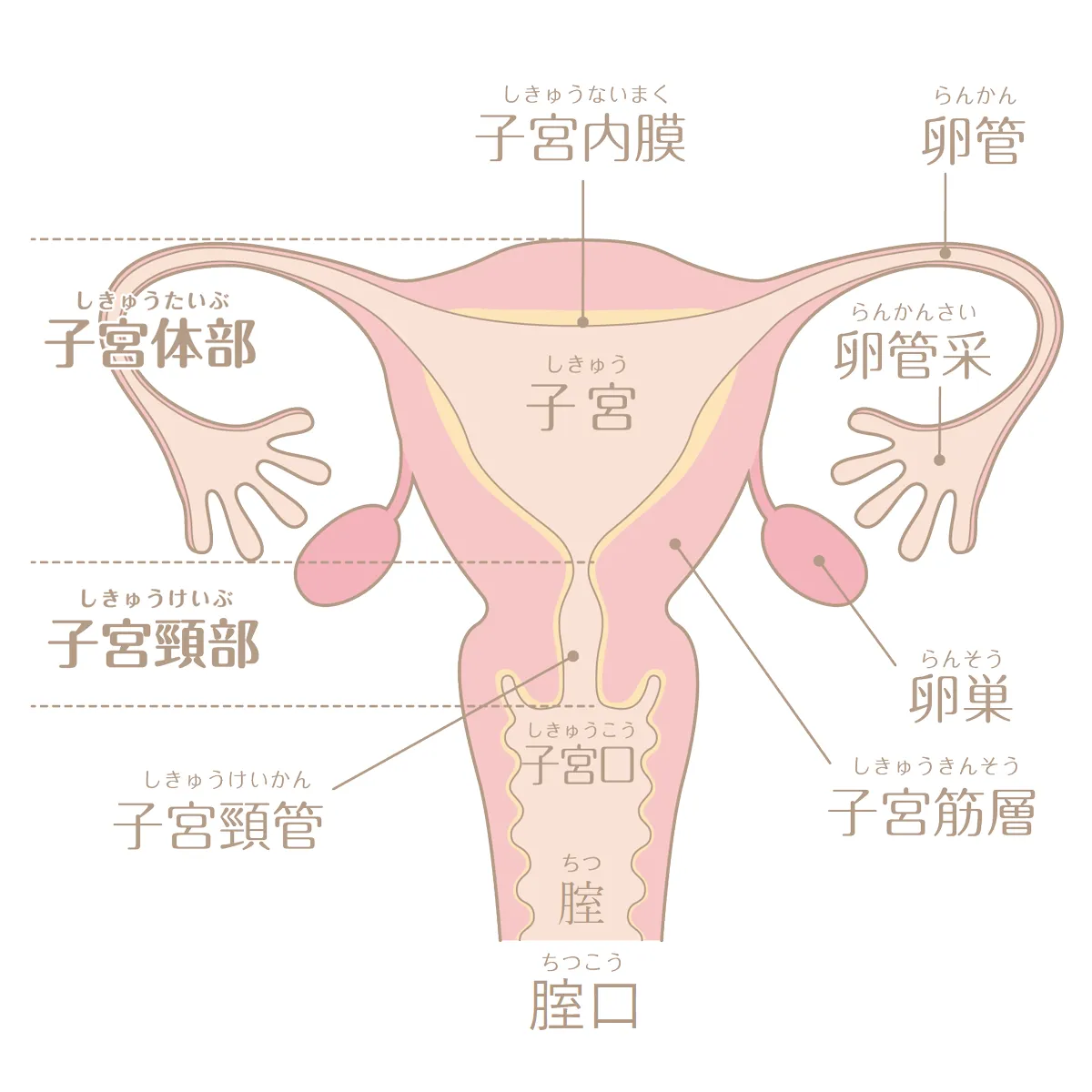 綺麗なパイパンまんこに生チンポを挿入するところをクローズアップカメラで撮影