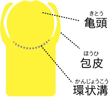 年齢別】10代20代の包茎の正しい剥き方はこれ！ - アトムクリニック -