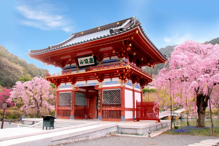 Cherry Blossom Buddha