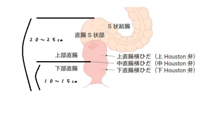 安堂はるの】S字結腸抜き・腸内拡張・アナル絶頂 真性どM、舌割れスプリットタンの衝撃、初腸内拡張で120cmのディルドを全挿入、振動で内臓イキ  驚愕シーン超興奮 |