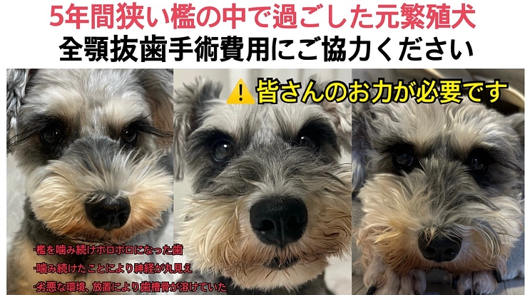 膵炎】犬・猫の膵炎の治療、当院の治療方法 | HALU代官山動物病院 | 渋谷区・恵比寿・代官山