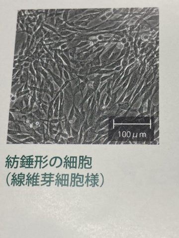 膵炎治療の特効薬 | 獣医師りえの犬猫の心と歯・皮ふ・耳のブログ